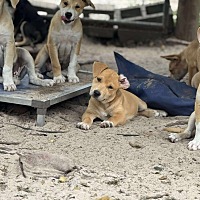 adopt a pet
