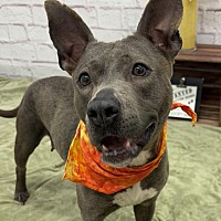 adopt a pet