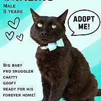 adopt a pet