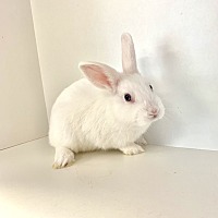 adopt-pet