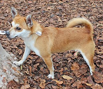 Arf Dogs Im Kakapo Adopt Me