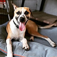 adopt a pet