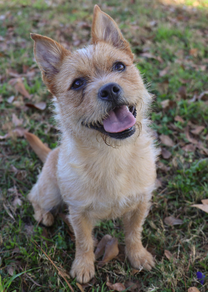 Thomasville, GA - Terrier (Unknown Type, Small). Meet Ms. Frizzle a Pet ...