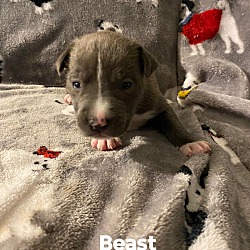 Photo of Beast