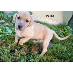 Thumbnail photo of Petey #3