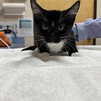 adopt a pet