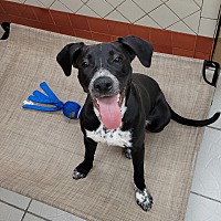 adopt a pet
