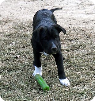 border collie cross shar pei