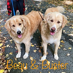 Thumbnail photo of Buster and Beau #2