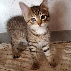 Thumbnail photo of Grey tabby kittens #3