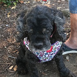 Thumbnail photo of CeCe-ADOPTED! #4