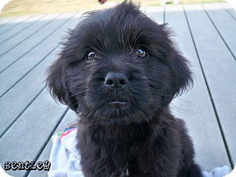 labrador shih tzu cross