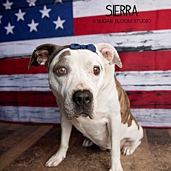 Thumbnail photo of Sierra #4