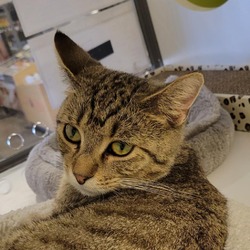 Thumbnail photo of Ozzie - handsome tabby with huge eyes #4