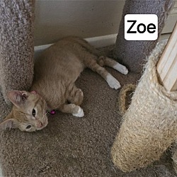 Photo of Zoe