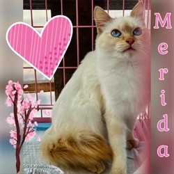 Thumbnail photo of Merida #1