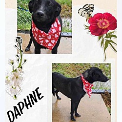 Thumbnail photo of Daphne #1