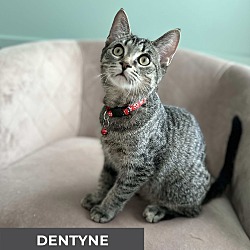 Thumbnail photo of Dentyne #3