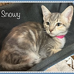 Thumbnail photo of SNOWY #2