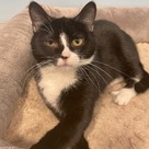 Adopt A Pet :: 5G - South Haven, MI