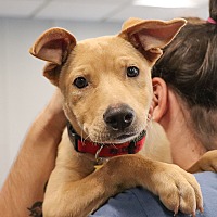 adopt a pet