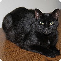 Photo of Tinker (Neutered/ComboTested))