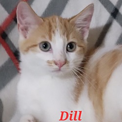 Thumbnail photo of Dill #1