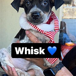 Thumbnail photo of Whisk #1