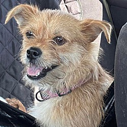 Thumbnail photo of Willow Sue~adopted! #1