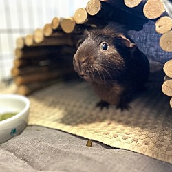 Photo of Squeakers