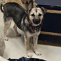 adopt-pet