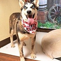 adopt a pet