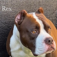 adopt-pet