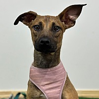 adopt a pet