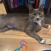 adopt a pet