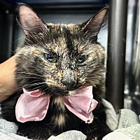 adopt-pet