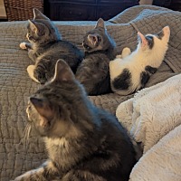 adopt a pet