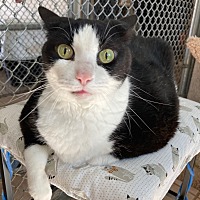 adopt-pet