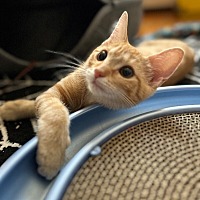 adopt a pet