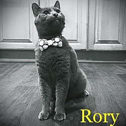 Thumbnail photo of Rory - Adopted 10.03.16 #4