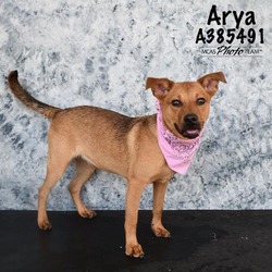 Photo of ARYA