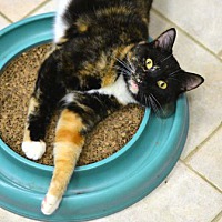 adopt a pet