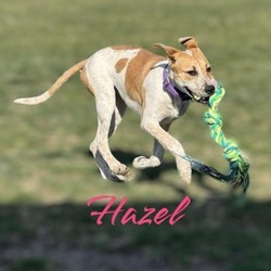 Thumbnail photo of Hazel #2