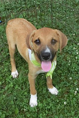 Southbury, CT - Labrador Retriever/Golden Retriever. Meet Ginger ...