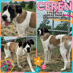 Thumbnail photo of Ceren #1