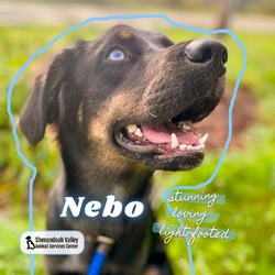 Thumbnail photo of Nebo #1