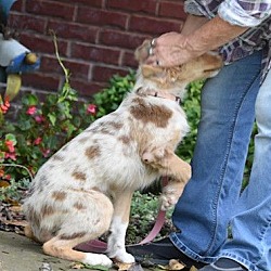 Thumbnail photo of PUPPY KATIE #3