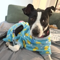 adopt a pet