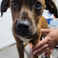 adopt a pet