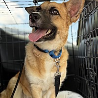 adopt-pet